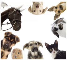 Schermafbeelding 2021-03-18 om 16.03.09